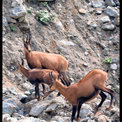 Chamois-Les Ecrins_2010