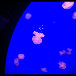 Acquarium de Gênes-Italie 2015